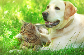 Dog and cat